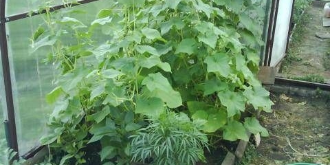 Kako pravilno brinuti o krastavcima u stakleniku